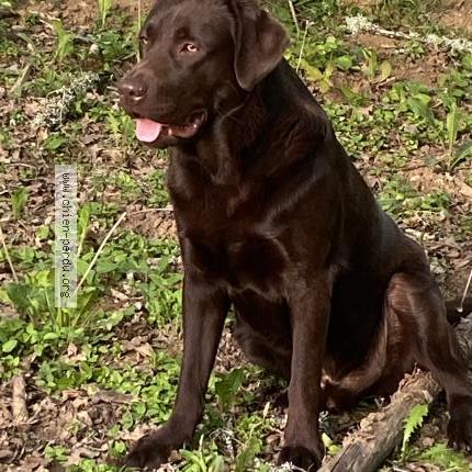 Photo 1/1 Chien retrouvé Perdu à Sarlat la caneda