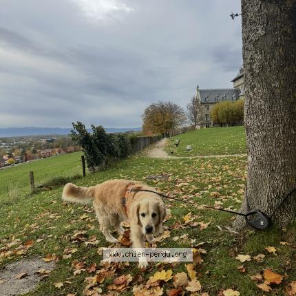 Photo 1/1 Nixon Chien perdu à Contamine sur arve
