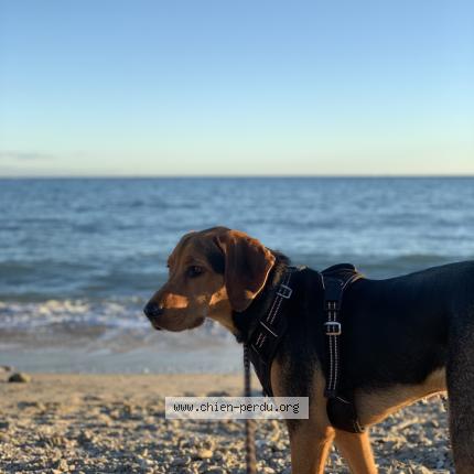 Photo de chien perdu à Roche La Moliere