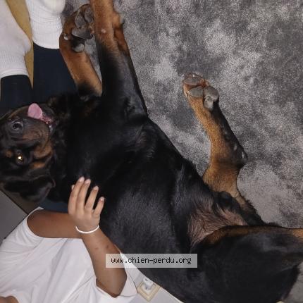 Photo de chien trouvé à Mantes La Ville