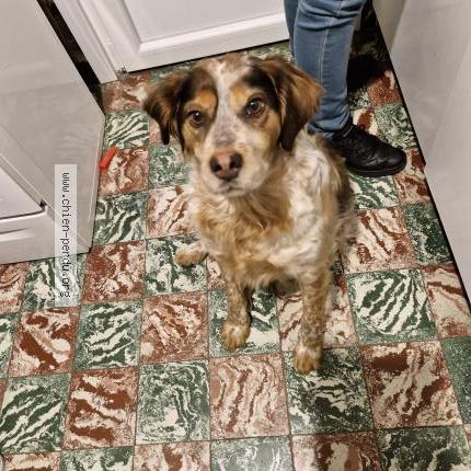 Photo 1/1 Chien retrouvé Perdu à Roubaix