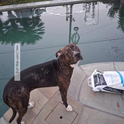 Photo de chien trouvé à Cypress