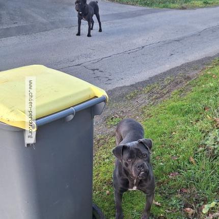 Photo de chien trouvé à Begard