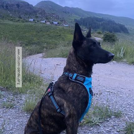 Photo de chien perdu à Bras