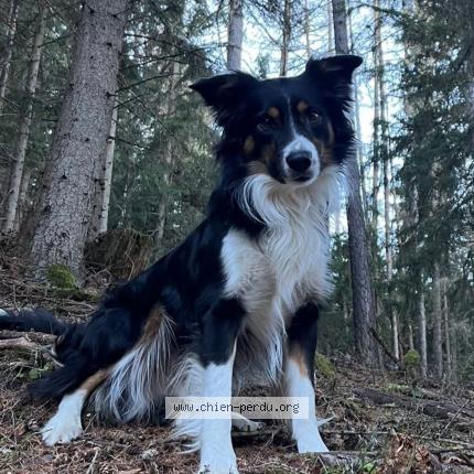 Photo 1/2 Gatsby Chien perdu à Bourg saint maurice