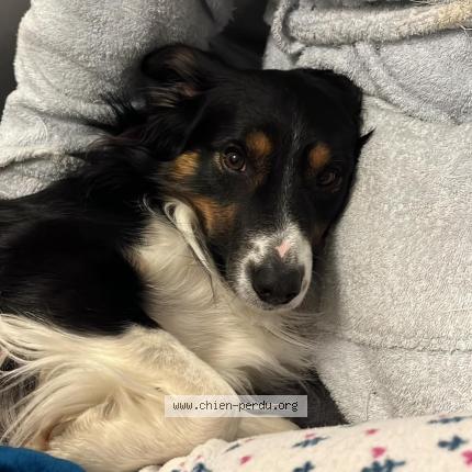 Photo 2/2 Gatsby Chien perdu à Bourg saint maurice