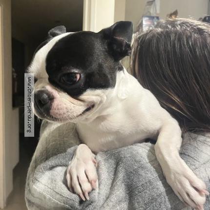 Photo 1/1 Tobias Chien perdu à Annot