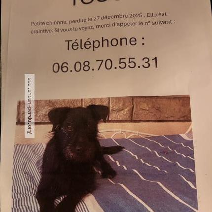 Photo 1/2 Chien retrouvé Perdu à Paris