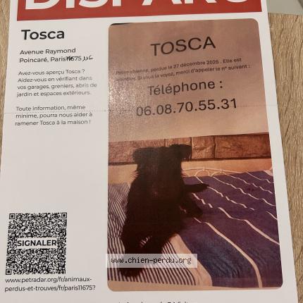 Photo 2/2 Chien retrouvé Perdu à Paris