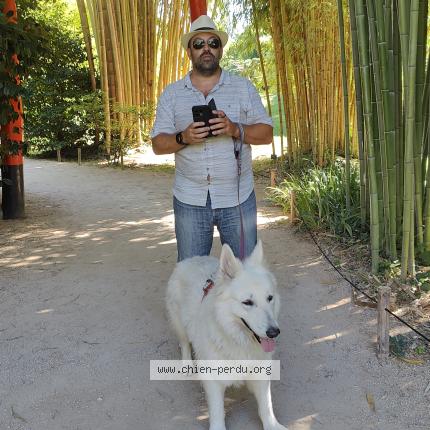 Photo 1/1 Chien retrouvé Perdu à Pontiacq viellepinte