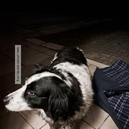 Photo de chien trouvé à Saint Paul Les Dax