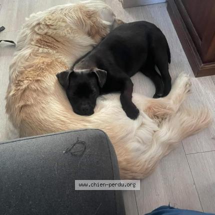 Photo de chien perdu à Ressons Sur Matz