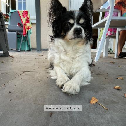 Photo de chien perdu à La Guerche Sur L Aubois