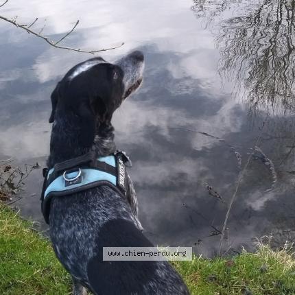 Photo 1/1 Filou Chien perdu à Saint sigismond