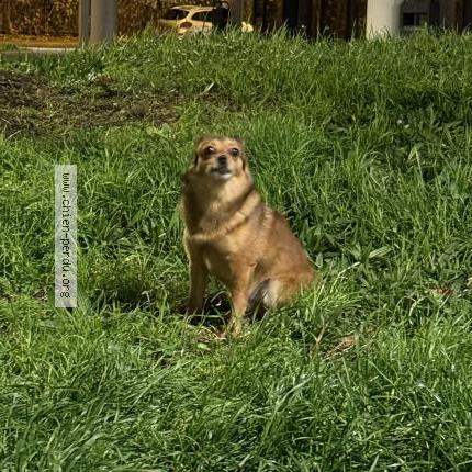 Photo 1/1 Chien trouvé Trouvé à Nanterre