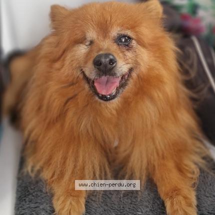 Photo de chien perdu à Bon Encontre