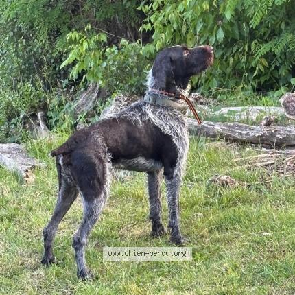 Photo 1/2 Chien retrouvé Perdu à Arcambal