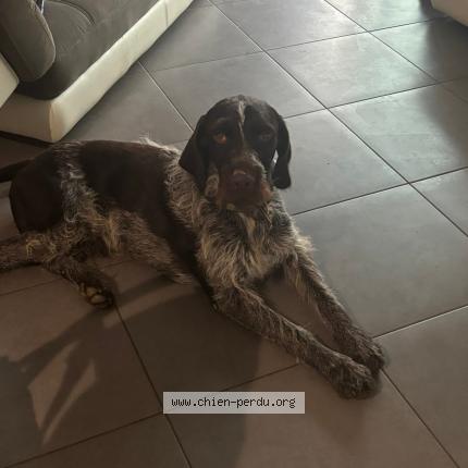 Photo 2/2 Chien retrouvé Perdu à Arcambal