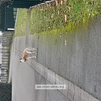 Photo 1/1 Chien retrouvé Trouvé à Peyrehorade