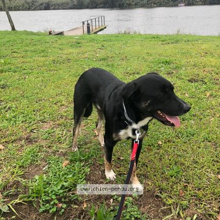 Photo de chien perdu à Auriol