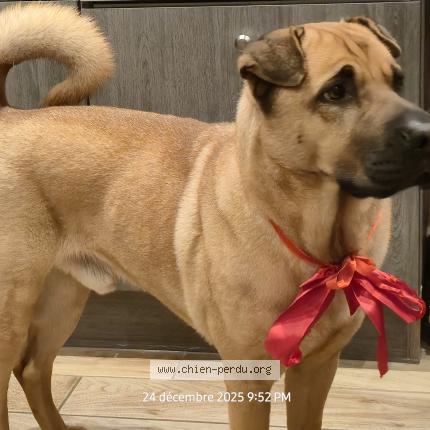 Photo de chien perdu à Chalons En Champagne