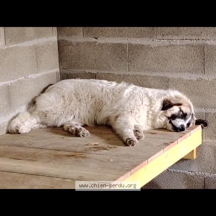 Photo 1/1 Vigo Chien perdu à Luglon