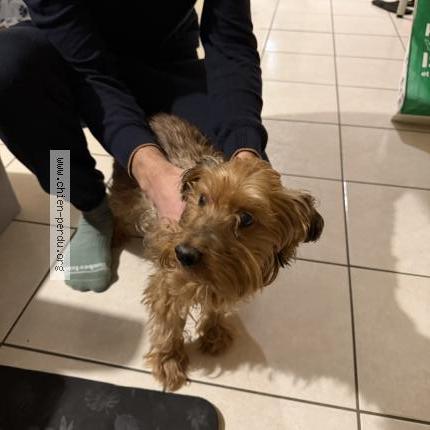 Photo 1/1 Chien trouvé Trouvé à Allonne