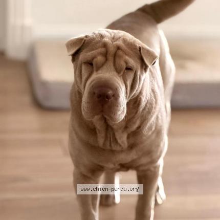 Photo 1/1 Chien retrouvé Perdu à Les angles