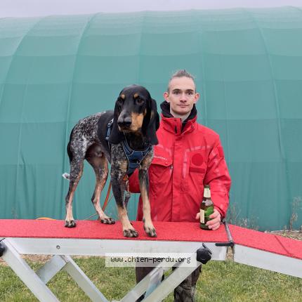 Photo 1/1 Chien retrouvé Perdu à Saint jurs