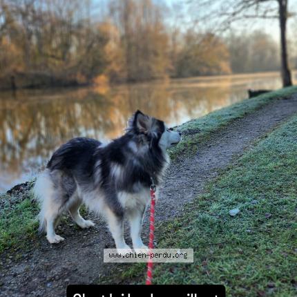 Photo 1/1 Uxy Chien perdu à Carennac