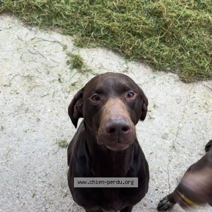 Photo de chien perdu à Pleine Seve