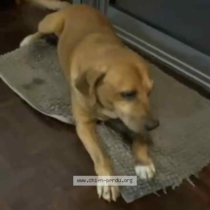 Photo 1/1 Yazzou Chien perdu à Le tampon