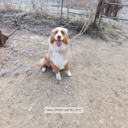 Photo de chien trouvé à Montcarra