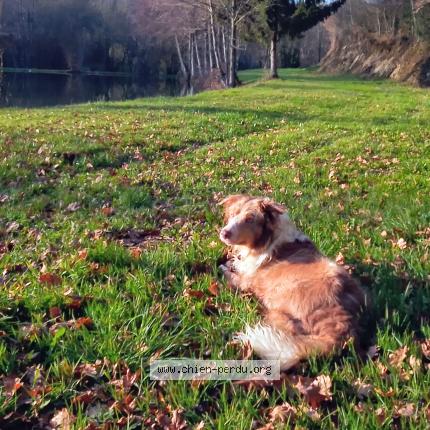 Photo 1/1 Chien retrouvé Perdu à Vernoux en gatine