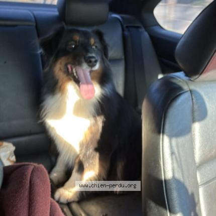 Photo 1/1 Chien retrouvé Trouvé à Montjean sur loire