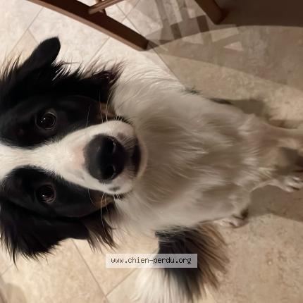 Photo 1/1 Vaillant Chien perdu à Tessy bocage