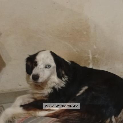 Photo de chien perdu à Lumbin