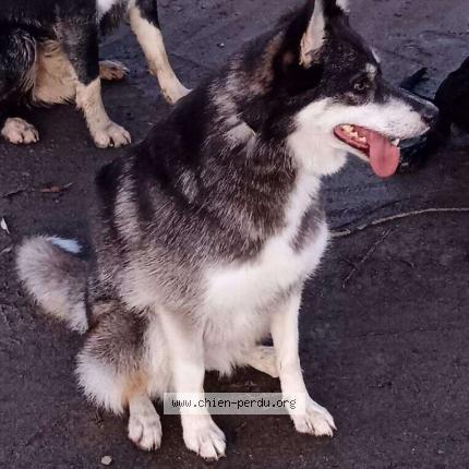 Photo 1/1 Chien retrouvé Perdu à Blerancourt