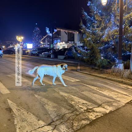 Photo de chien trouvé à Combloux