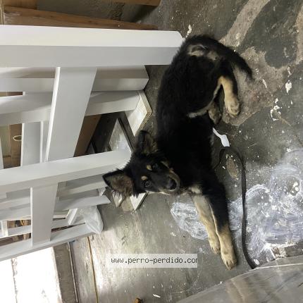 Photo de chien trouvé à Distrito Nacional