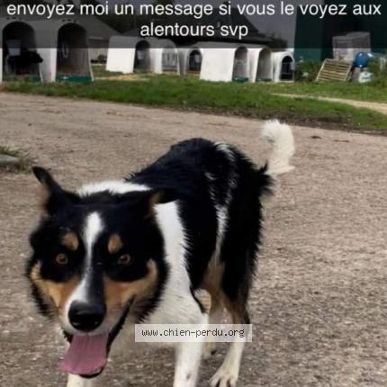 Photo 1/1 Chien retrouvé Perdu à Saint aignan sur ry