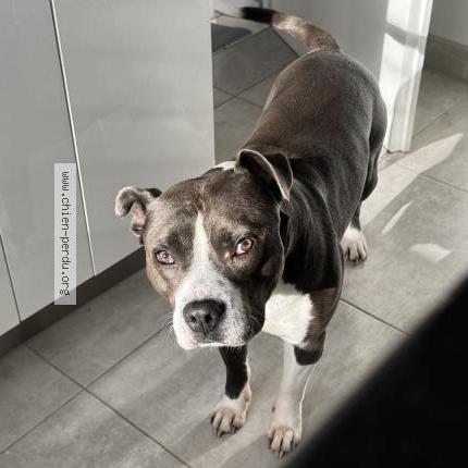 Photo 1/1 Ryo Chien perdu à Cerny