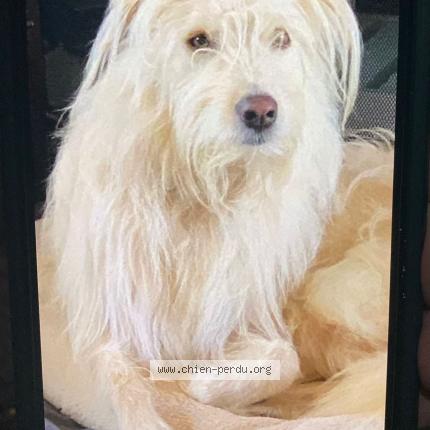 Photo 1/1 Chien retrouvé Perdu à Walhain