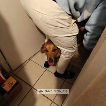 Photo de chien trouvé à Pontcharra Auvergne Rhone Alpes