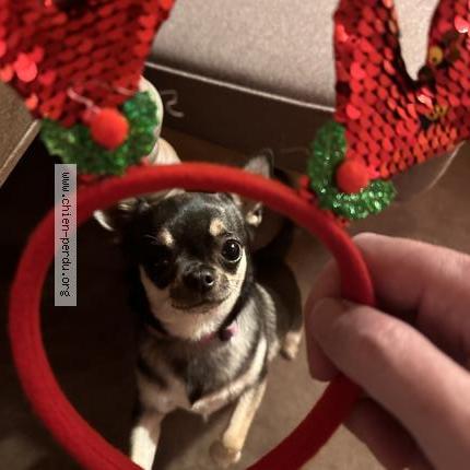 Photo 1/1 Mustique Chien perdu à Val d isere