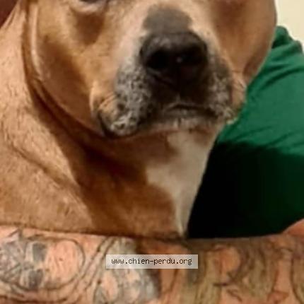 Photo de chien perdu à Saint Hilaire De Chaleons