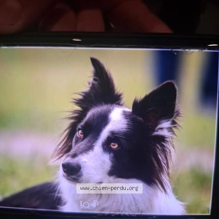 Photo 1/1 Chien retrouvé Perdu à Marckolsheim