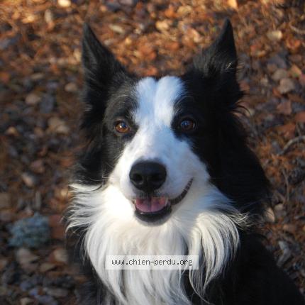 Photo 1/1 Sako Chien perdu à Breitenbach