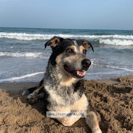 Photo 1/1 Billy Chien perdu à Auterive