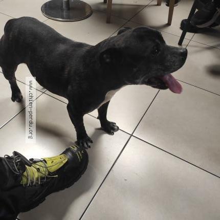 Photo 1/1 Chien retrouvé Trouvé à La garde